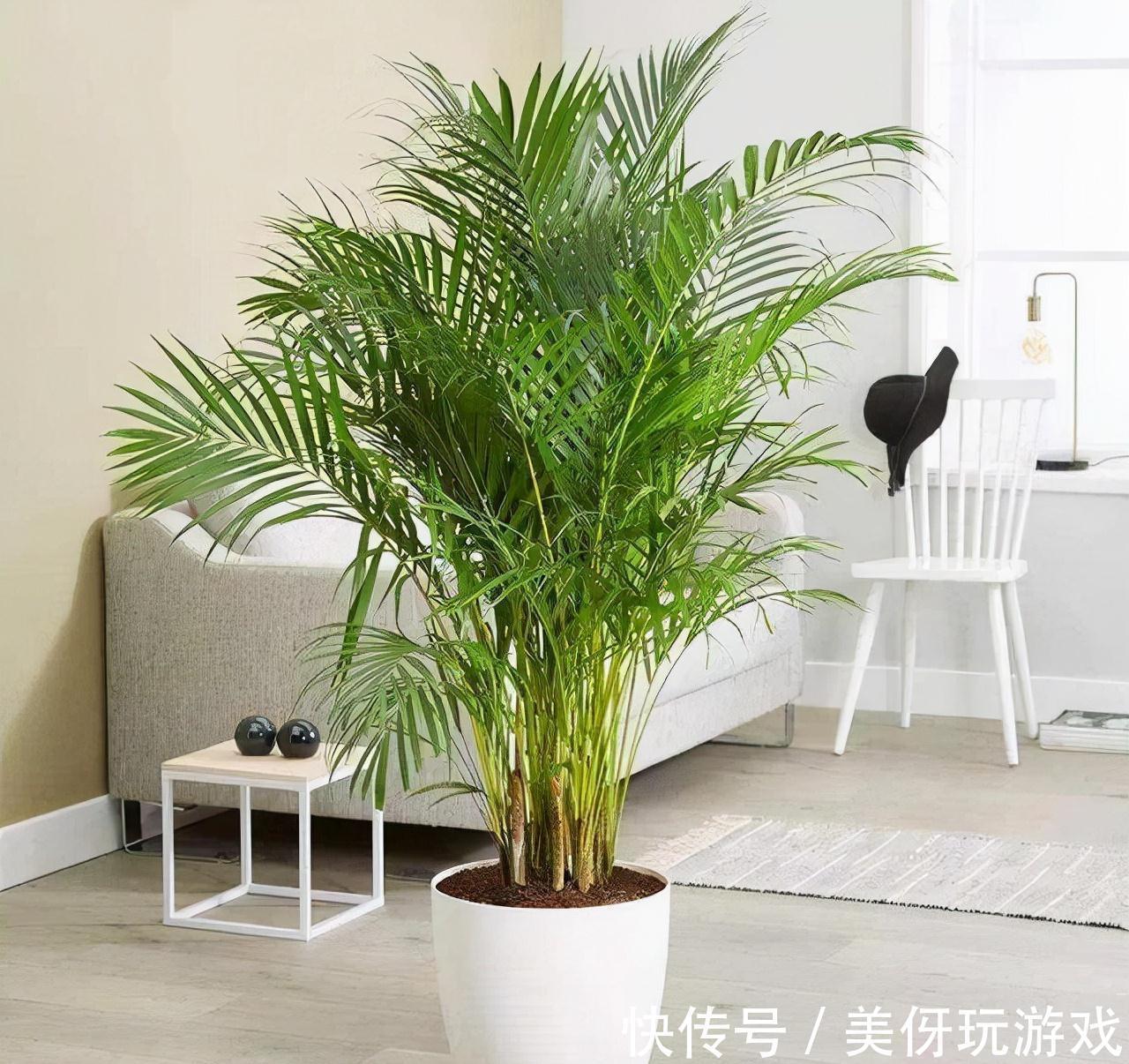 没有院子养不了竹子?错,这几种竹子养在室内,比花好看多了