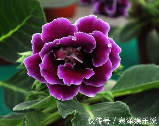 妙招|大岩桐怎么养更艳丽教你3个小妙招,养出姹紫嫣红的大岩桐