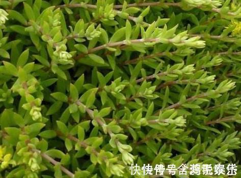 这种盆栽绿植比绿萝还好养,不用管也能爆盆,关键时刻能救命!