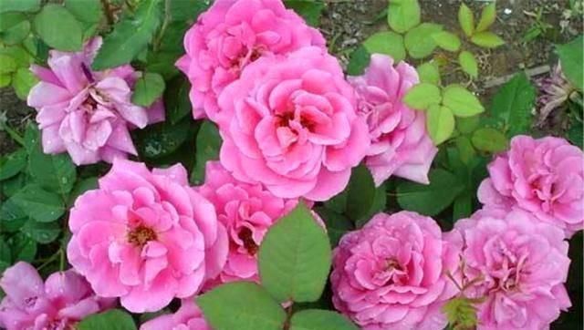 酸碱度|用白糖、白醋来养花,全都比不过1勺“白粉末”,除虫沤肥效果好