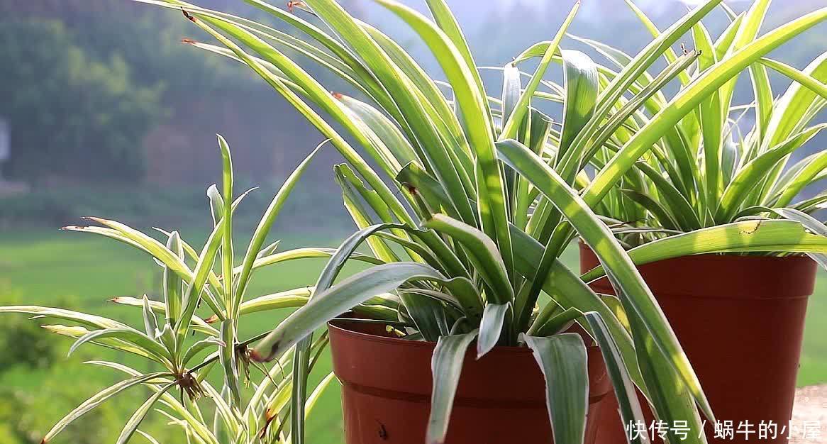 松针怎么养花?有3种方法,盆土更肥沃了,花草旺盛