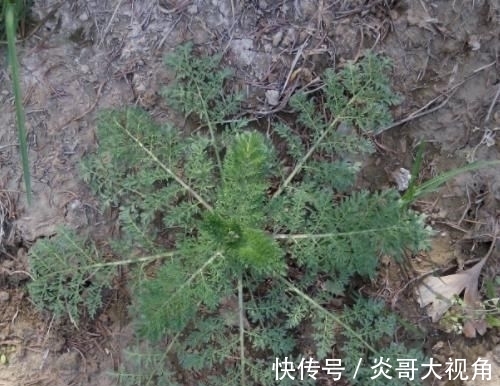 野草|这些野菜农村都当是野草，却是最适合孩子的“天然钙片”