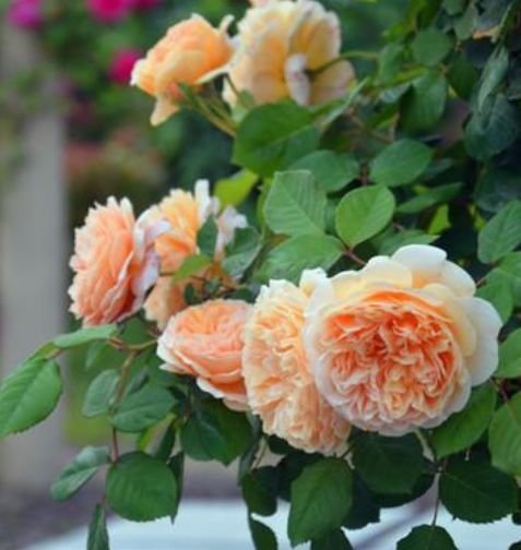 家养这些植物，不仅有很好的观赏价值，更有着招财进宝的寓意