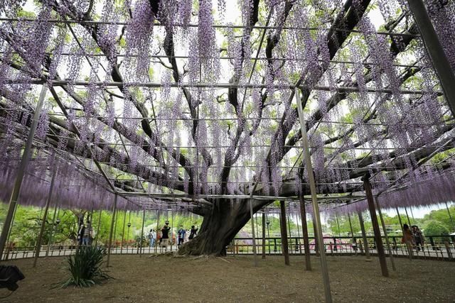 日本足利：紫藤花开