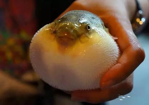 海鲜|渔民整理的海鲜大全,以后再也不怕不认识海鲜了