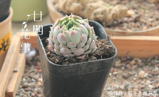 多肉有4种根型,上盆方法各不相同,现配图示意,望帮到新手肉友!