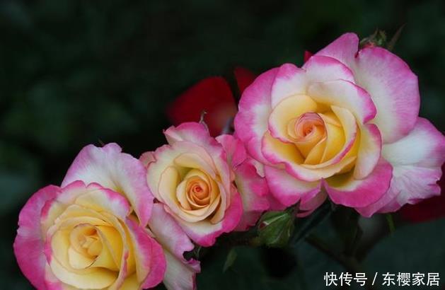 20款露台月季品种,超级丰花、适合露台、阳台盆栽,皮实好养