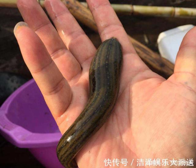 入侵失败的5个物种,我钓过4个,第一名现在钓不到了