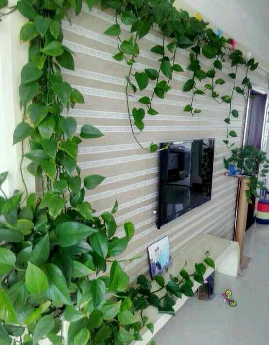 绿萝长气根“别乱剪”,找对原因“用对肥”,半年长到2米