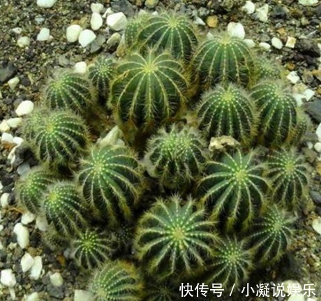 想让仙人球爆盆先砍它一刀，让他感受到你的愤怒！