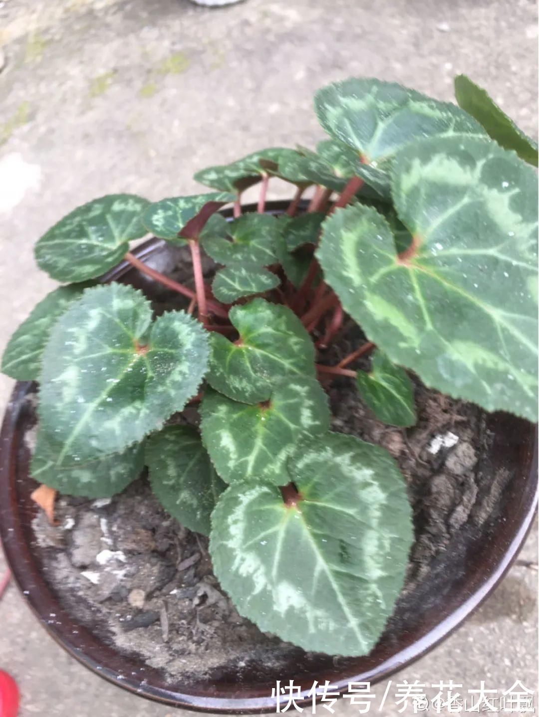 浇水|9种花,夏天休眠了,一定少浇水,否则越浇越死