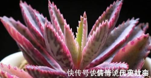 多肉|5种多肉,皮实又好养,独苗变老桩,长出状态美极了