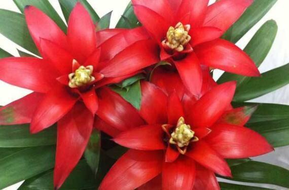 喜欢养花，不如养盆野棉花，花开娇艳可爱，花姿优雅