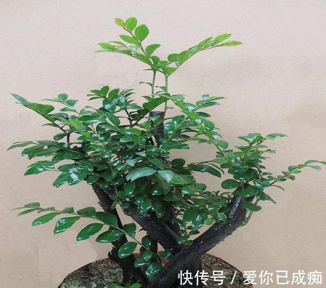 养花|客厅别养花！此树养家吸财，-35°冻不死，让你一年更比一年有钱！