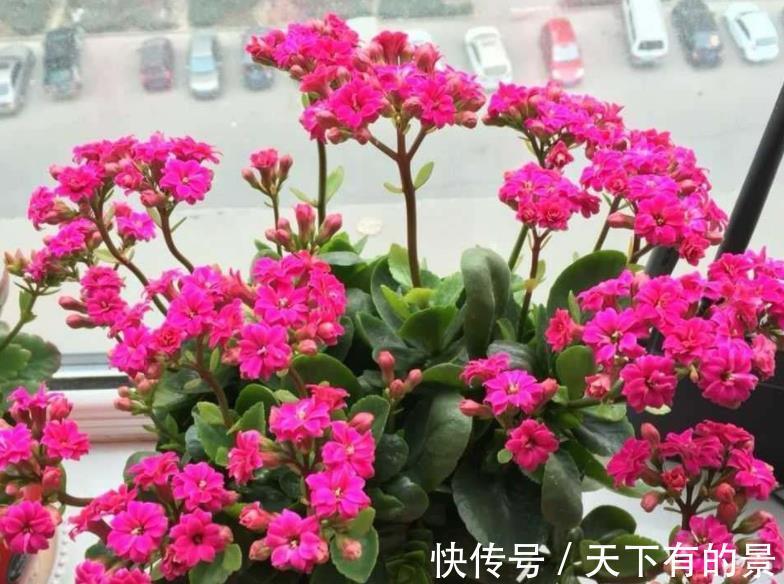 聪明人|7、8月盆栽养花,聪明人都不干这3件事