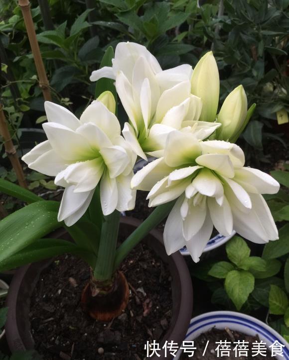 朱顶红中的“花机器”,勤花的“阿弗雷”,爆花的“王者”