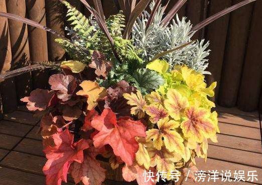 “精品玫瑰”金香玉，花开金碧辉煌，芳姿耀眼，可以说是盆栽佳品