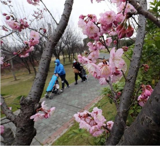 阳光和煦，宝山这里花开得正好，朋友圈刷屏预定