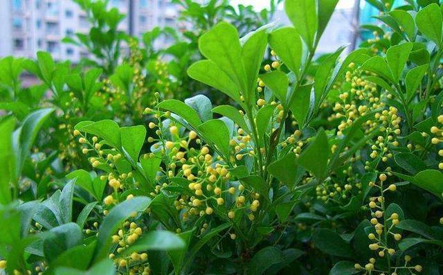 阳台上|此种花叫做小米粒，适合养在室内，花香极浓，开花期满屋飘香