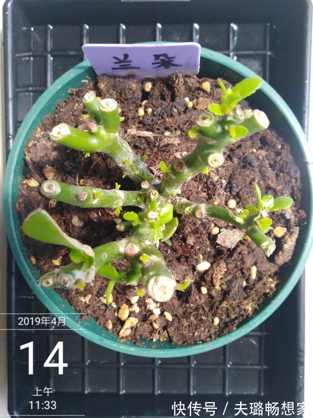 酒瓶种长寿花，阳光晒够了，3个月变老桩！