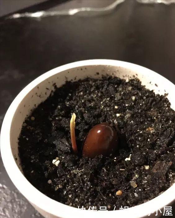 花盆|吃了荔枝核别扔，埋在花盆变盆栽，果子七八个，越热越长个