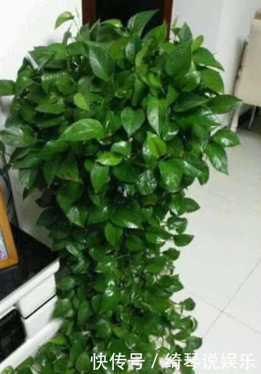 养绿萝、吊兰这点最关键,不黄叶不烂根,1个月长成绿瀑布!