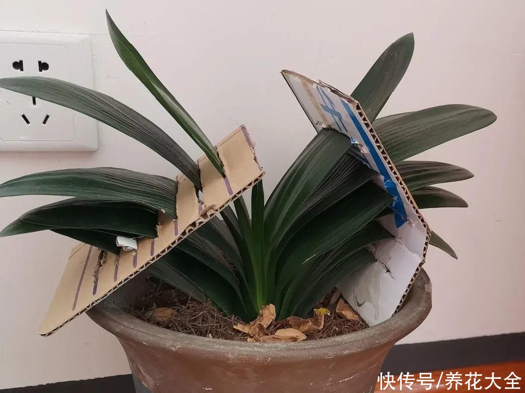 最怕晒的10种花，赶快搬进屋，否则会死掉