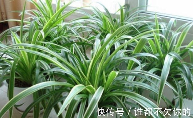 牛皮癣|室内牛皮癣“甲醛”怎么除?内行人士给你推荐“三个老中医”