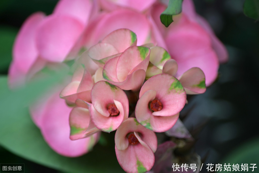 三分钟时间，带您了解石斛兰的养护技巧，养好石斛兰就这么简单