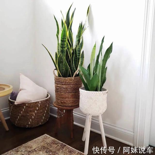 寿命长|客厅养花就选这六种,寿命长、寓意好,省心又好养,你家养了几种