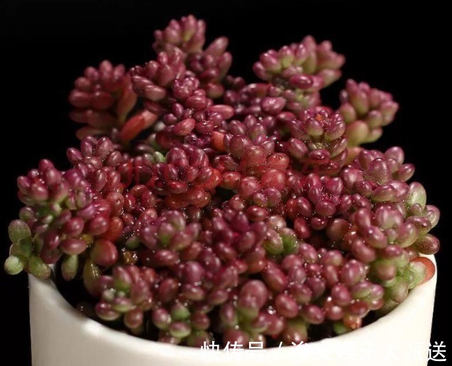 迷人|紫色好养活的多肉，外形漂亮迷人，掌握这些方法爆盆很常见