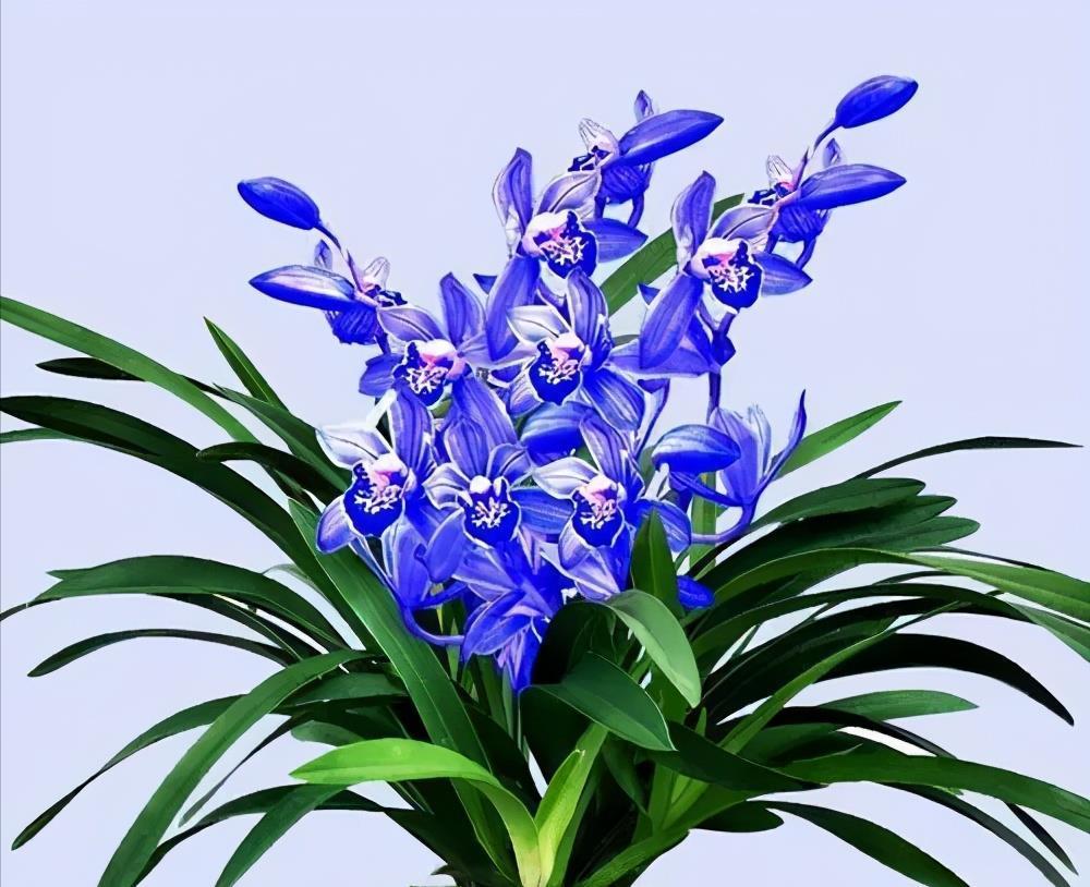 角落|阳台有个小角落,养棵建兰“蓝宝石”,皮实好养,四季清香宜人