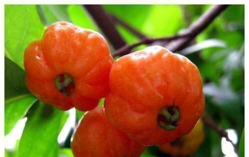 糖尿病患者|医生提醒：常吃此水果，能有效的降低血糖，不妨一试