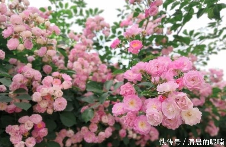 4种花高贵优雅,开花又大又艳,比牡丹美,比绿萝好养!