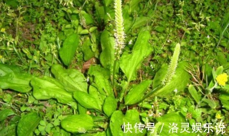 车前草|农村一种野草，长在路边不起眼，其实比猪肉贵，城里超市20一斤