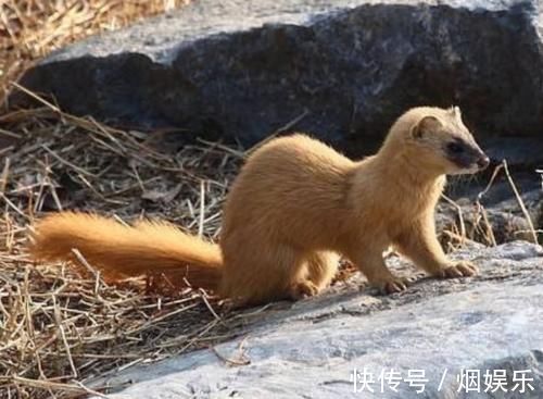 老人们&为何长辈都说黄鼠狼不能杀科学研究表明,原来真的不能杀