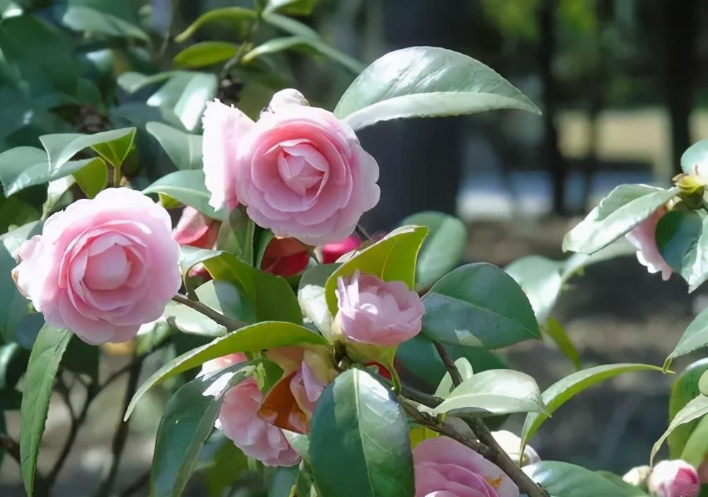 长势差|夏天养5种花,大水大肥要“富养”,否则长势差开花少