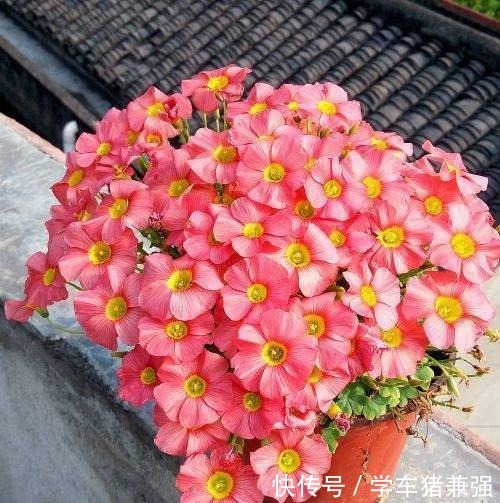 这12种花,花盆不宜贪“大”,用小盆种反而长势喜人!