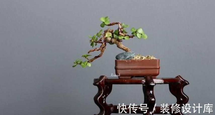 秋天|秋天玉树生长进入“快车道”，掌握几个要点，长势旺盛叶片肥厚