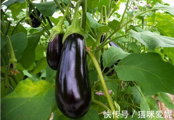 菊花汤|秋天的茄子营养价值高，2种养生食疗吃法，缓解疲劳，延缓衰老