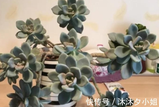 新手|全民公认好养的11种多肉,新手也能养好,成活率高,出状态艳