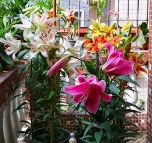 好闻|4种花比香水还好闻,花色鲜艳明亮,姿态优美,开花勤还爱爆盆