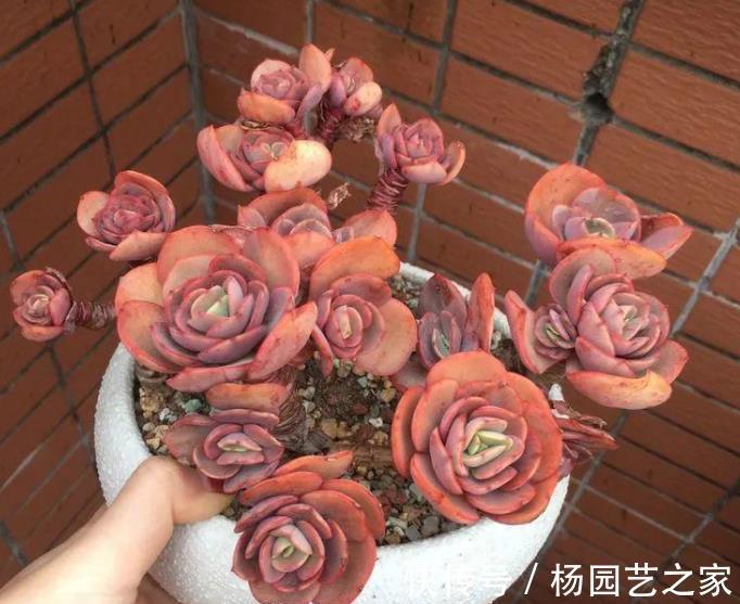 观赏价值|老花匠养了一盆漂亮多肉,秋天直接丢露台上,叶子越长越肥厚