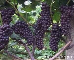 盆栽|5种水果盆栽爱爆盆,随便种一棵,都能吃半年!