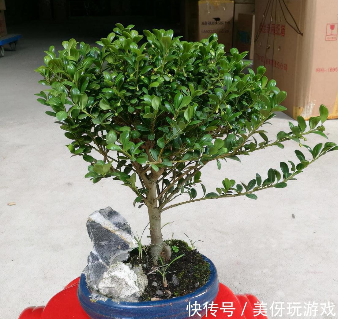 11月在家3种树,成活率高,外形美观,修剪一下做成珍贵盆景