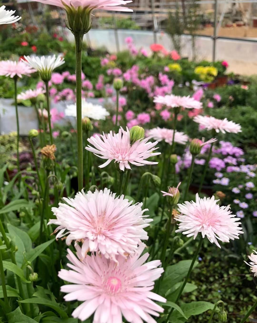 窗台|好养的3种开花机器,小阳台小露台小花园都可以养,越开花越多