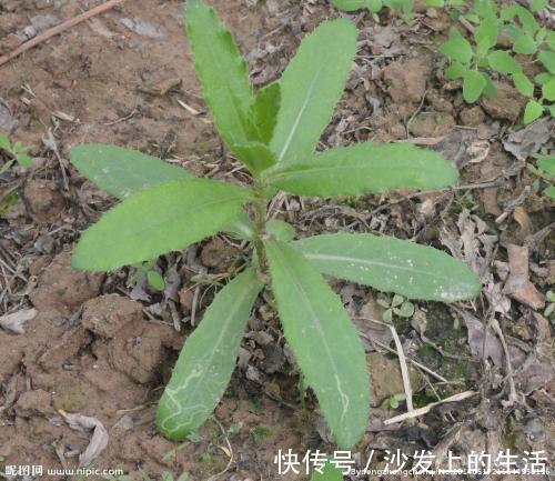 细叶|农村一种野草，治疗“牙痛”效果极好，知道的人并不多，你认识吗