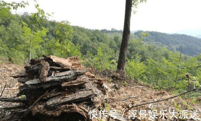 松树|种兰花的第一步是植料,材料选对了,养出好兰花并不太难