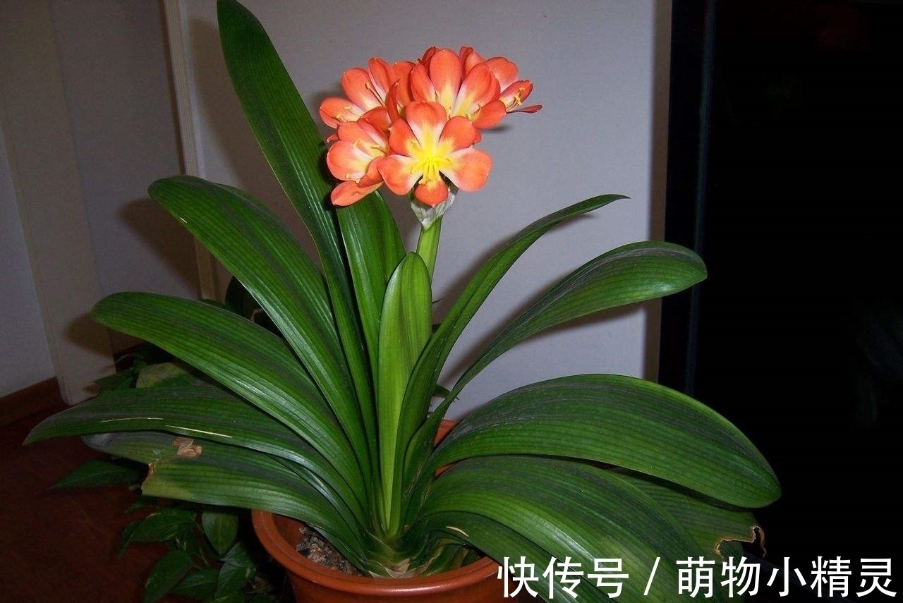 家庭养君子兰,谨记这几个要点,根系更健壮,爱长新叶子