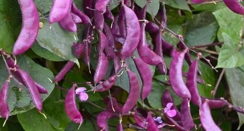 食物|女性可以坚持吃3种食物，补充营养，延缓衰老，早吃早好！